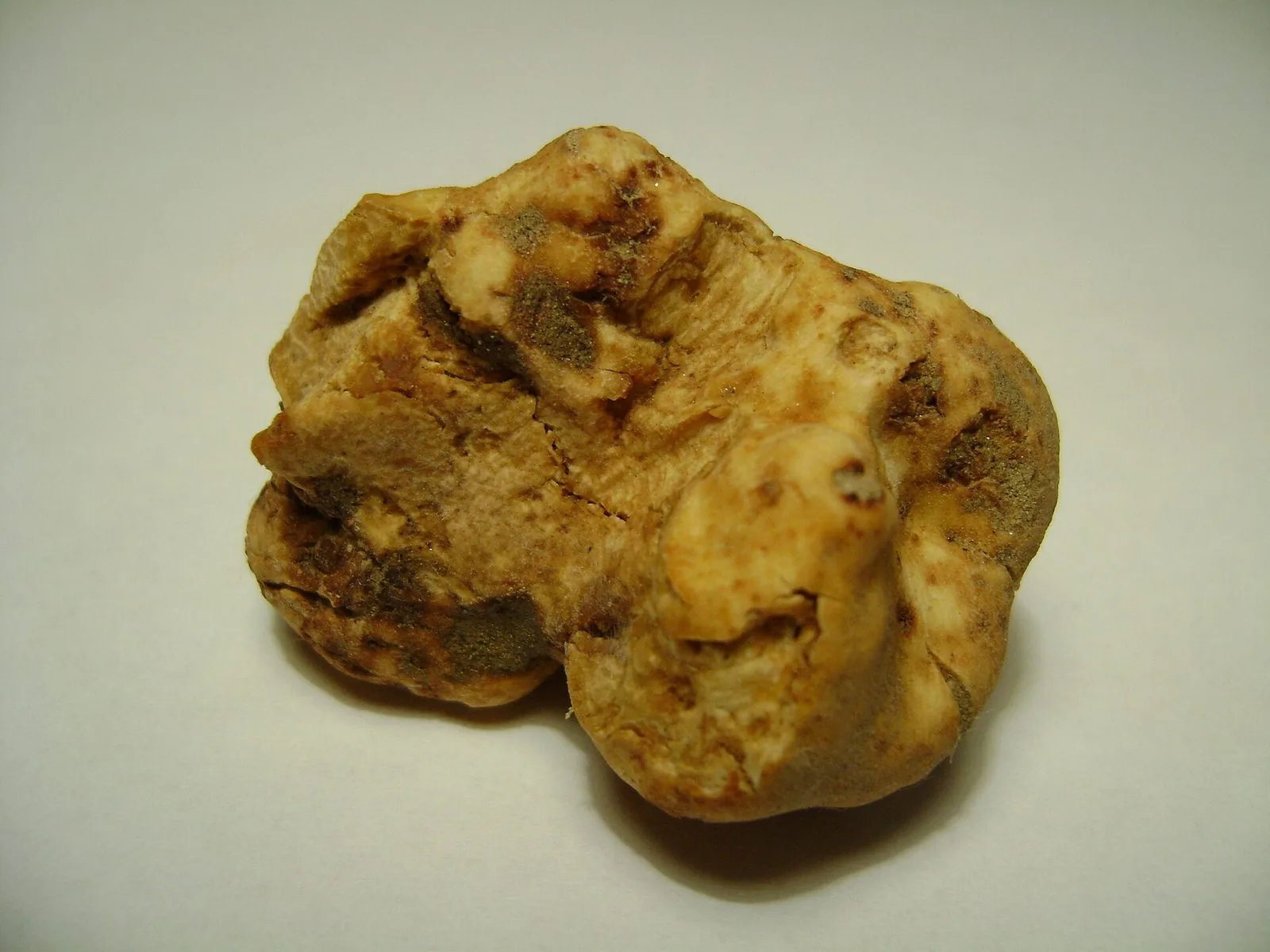 Un tartufo bianco pregiato